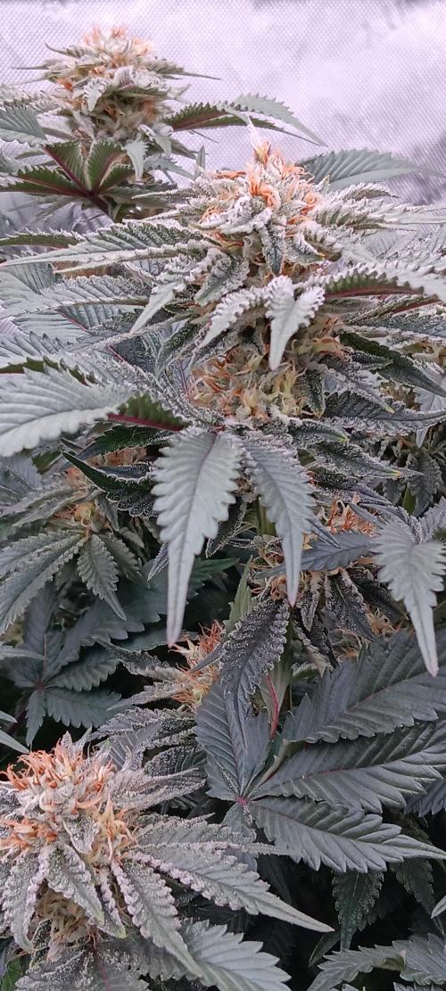 Orange. Week 13