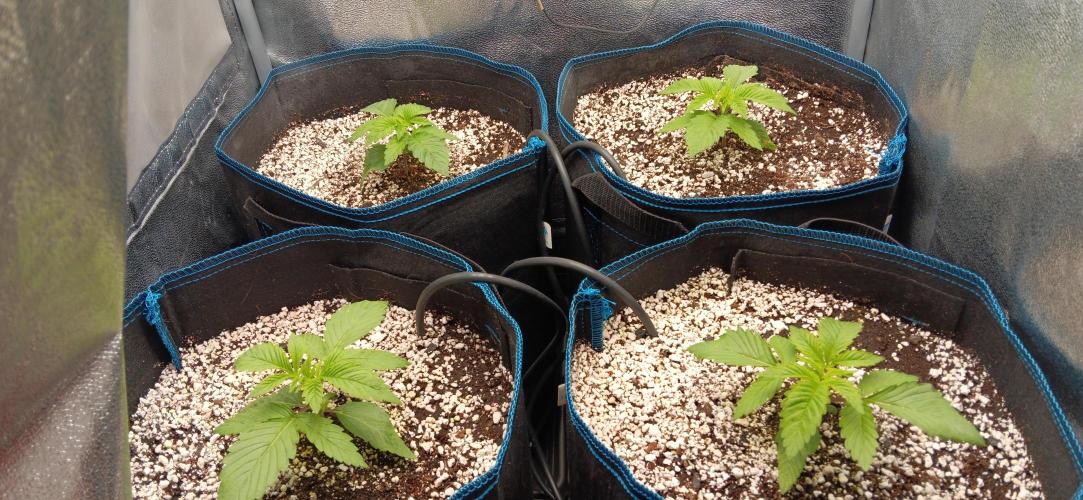 Mangozteen / Living soil / Autopot. Week 2