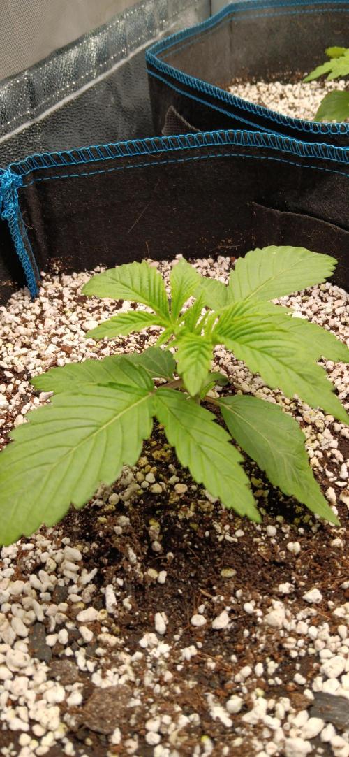 Mangozteen / Living soil / Autopot. Week 2