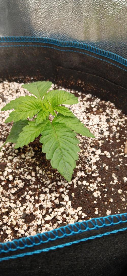 Mangozteen / Living soil / Autopot. Week 2