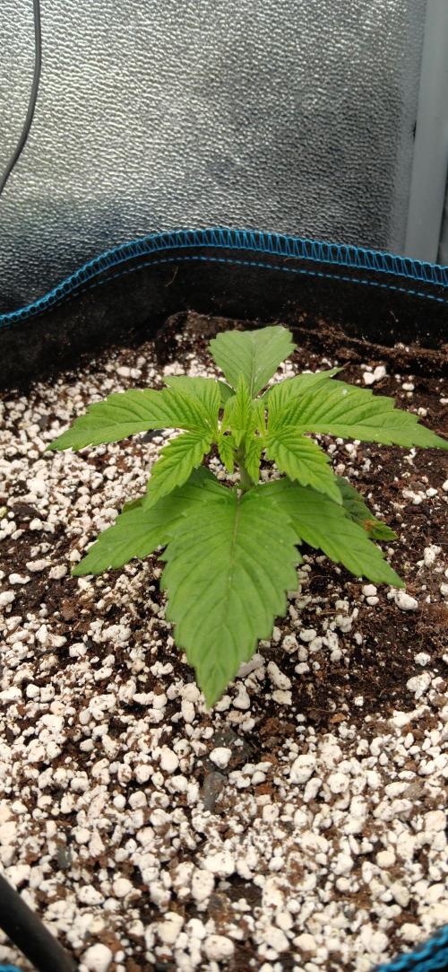 Mangozteen / Living soil / Autopot. Week 2