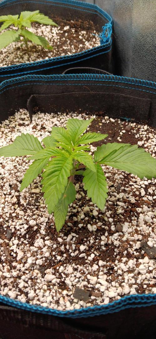 Mangozteen / Living soil / Autopot. Week 2