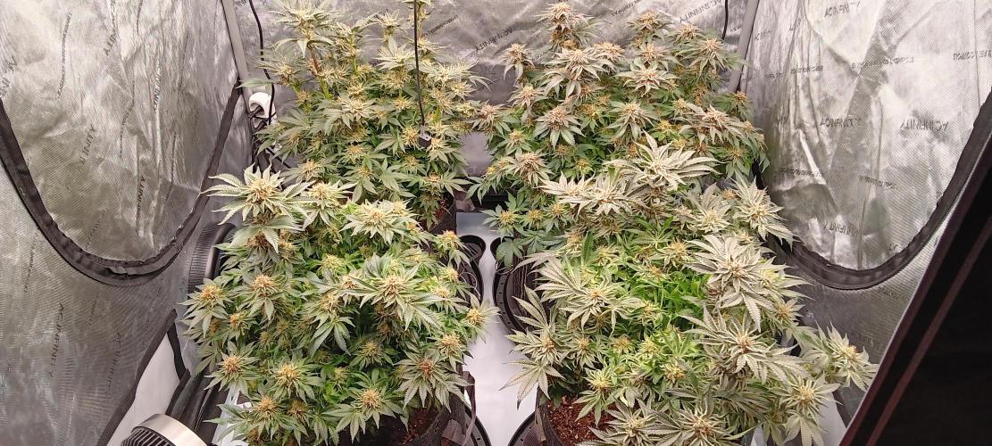 Orange. Week 14