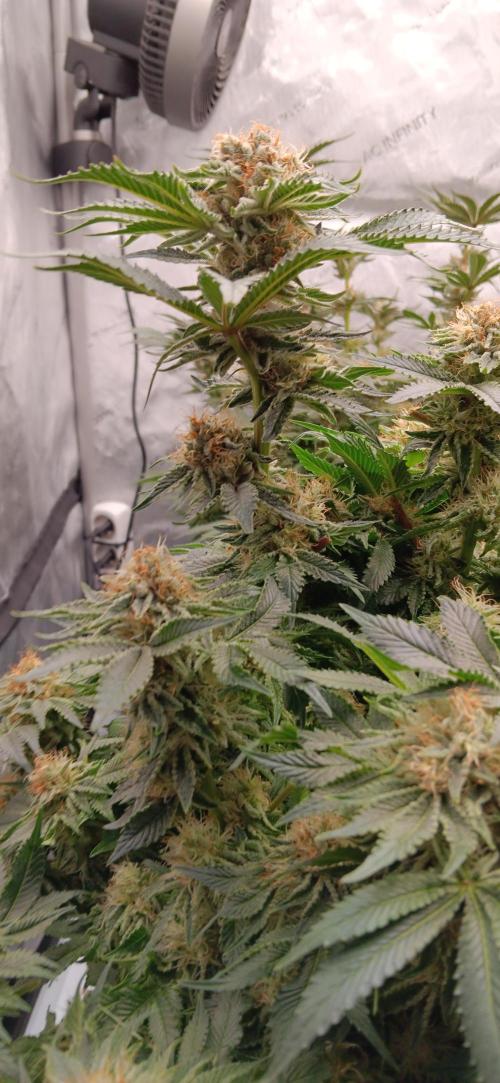 Orange. Week 14