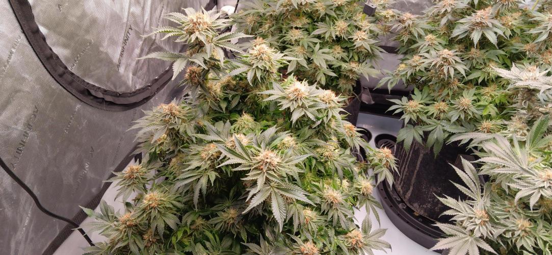 Orange. Week 14