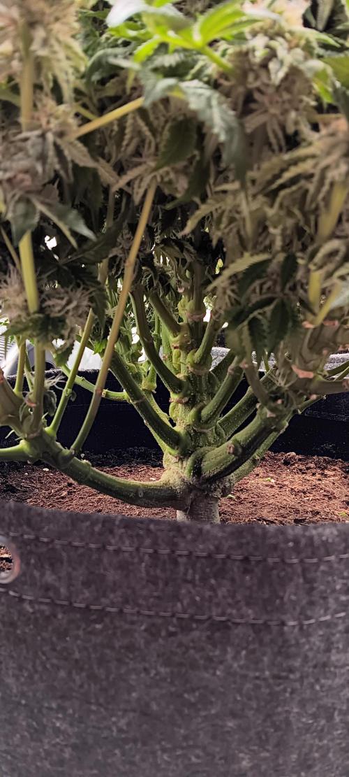 Orange. Week 14