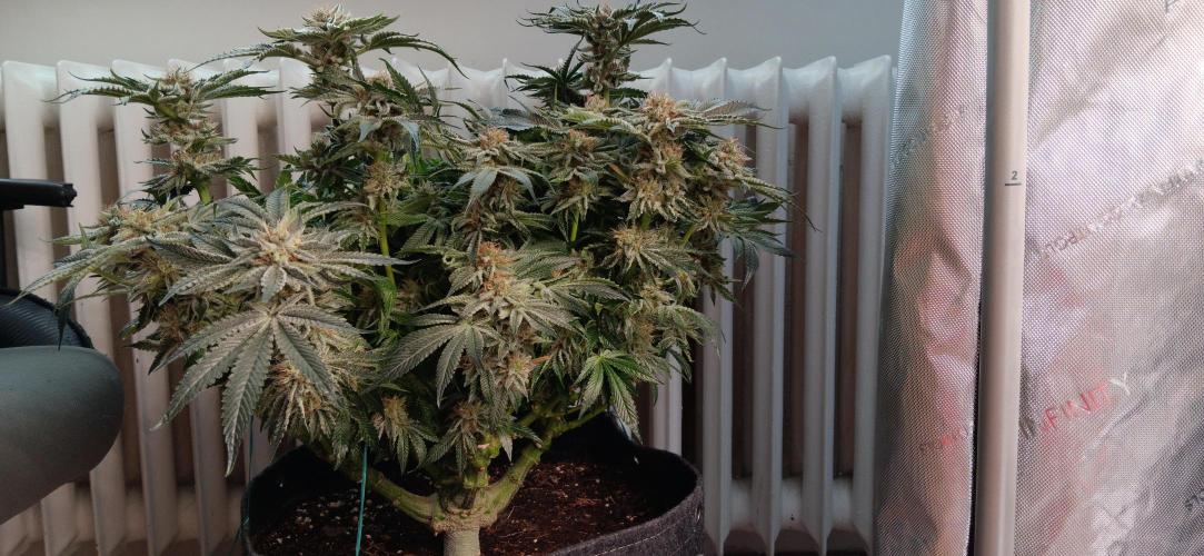 Orange. Week 14