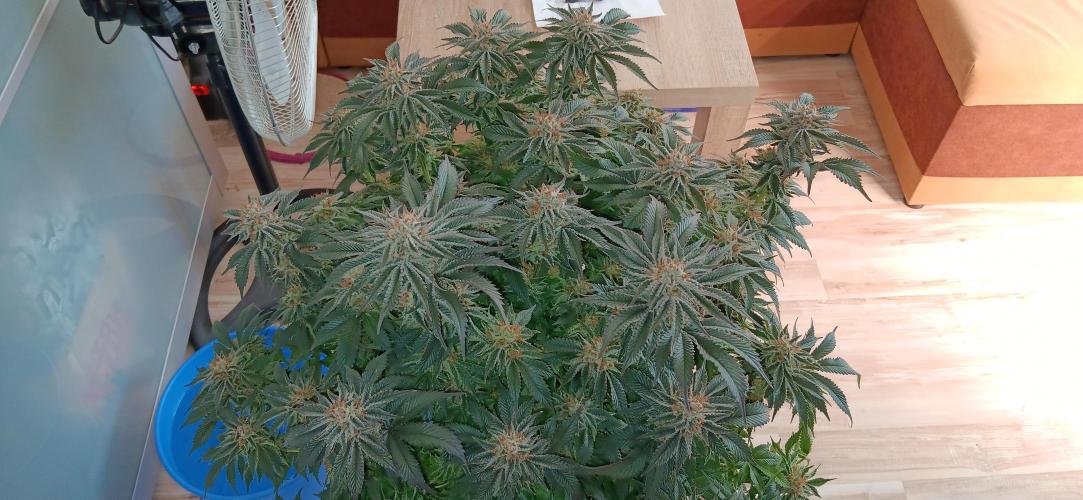 Orange. Week 14