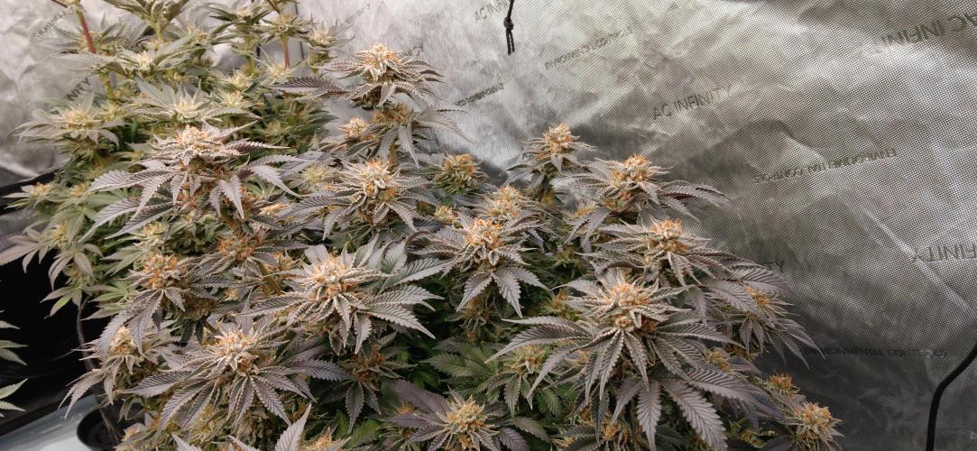Orange. Week 15