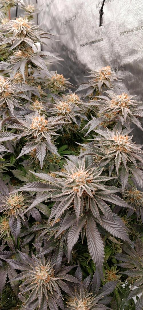 Orange. Week 15
