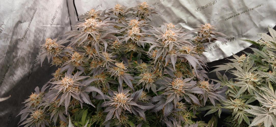 Orange. Week 15