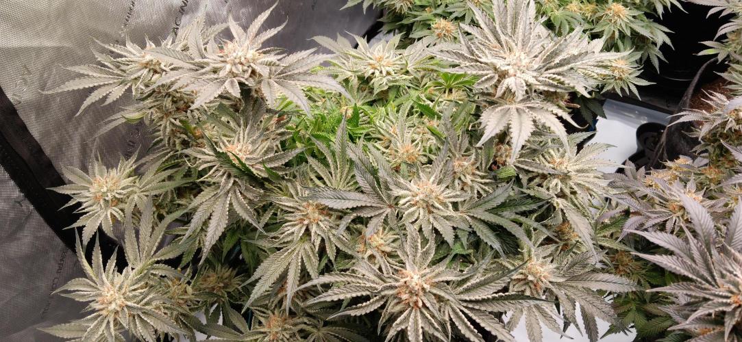 Orange. Week 15