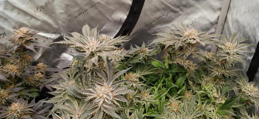 Orange. Week 15