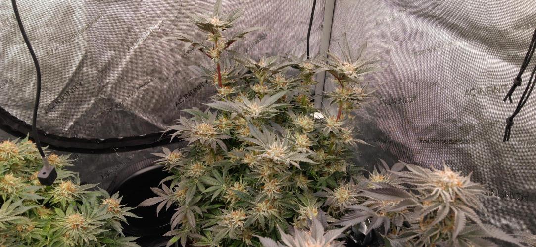 Orange. Week 15
