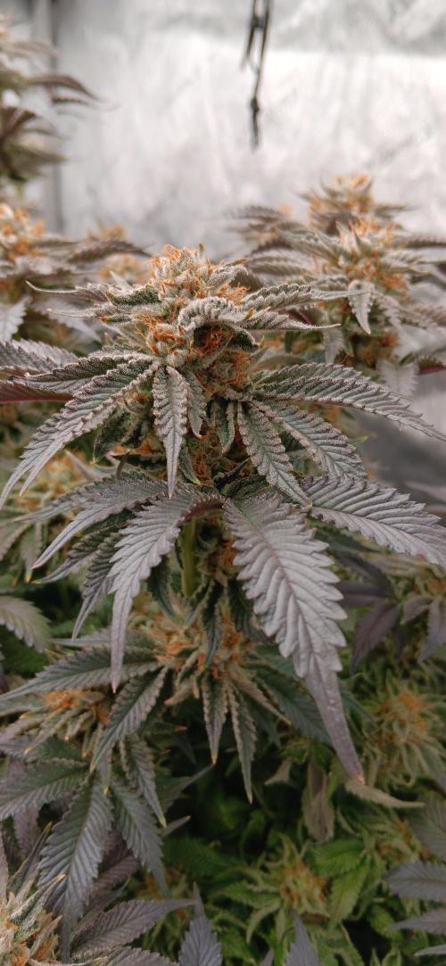 Orange. Week 15