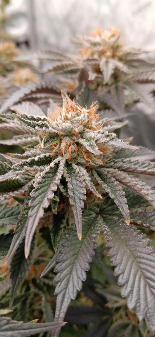 Orange. Week 15