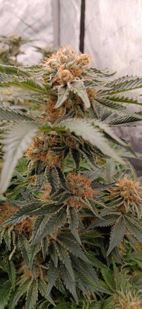 Orange. Week 15