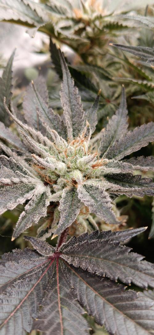 Orange. Week 15