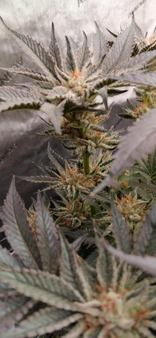 Orange. Week 15