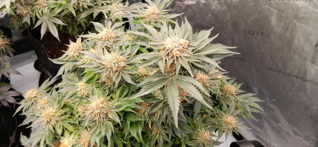 Orange. Week 15