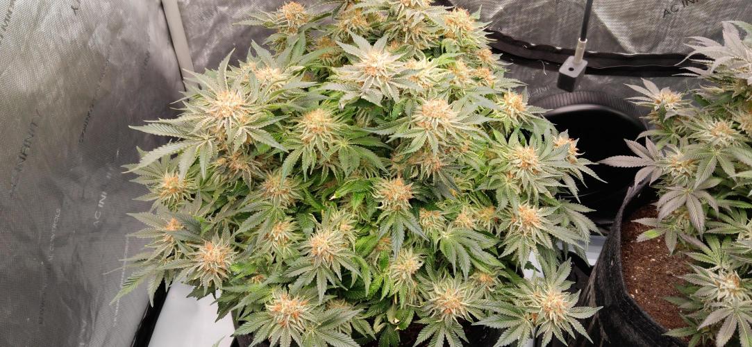 Orange. Week 15