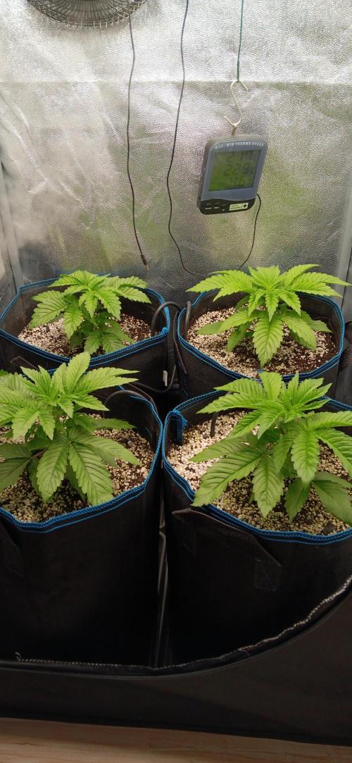 Mangozteen / Living soil / Autopot. Week 3