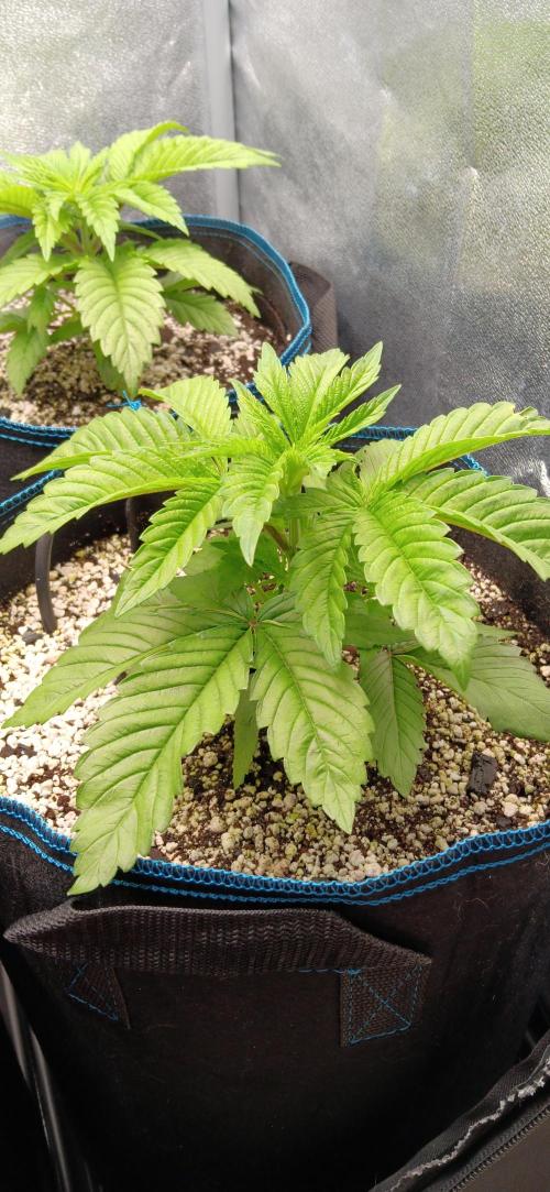 Mangozteen / Living soil / Autopot. Week 3