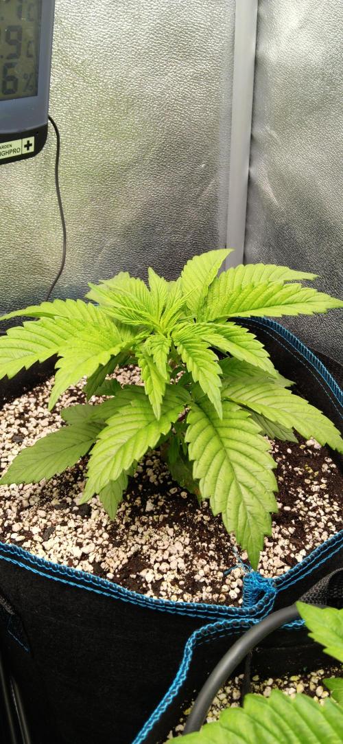 Mangozteen / Living soil / Autopot. Week 3