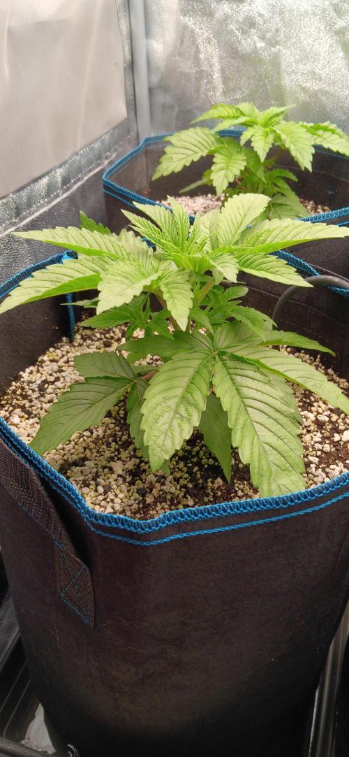 Mangozteen / Living soil / Autopot. Week 3