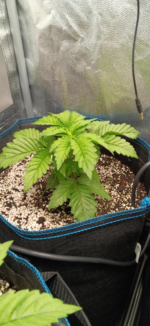 Mangozteen / Living soil / Autopot. Week 3