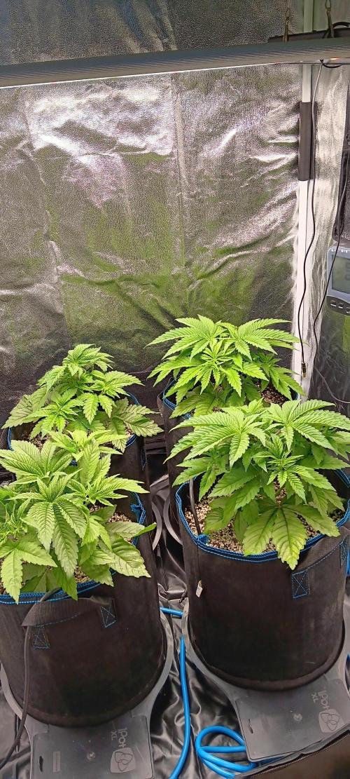 Mangozteen / Living soil / Autopot. Week 4