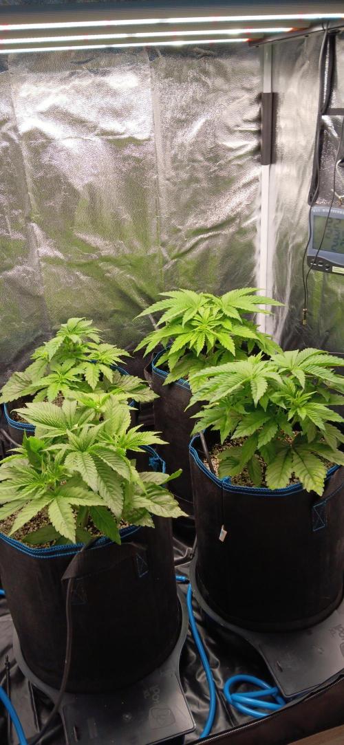 Mangozteen / Living soil / Autopot. Week 4