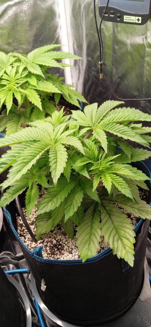 Mangozteen / Living soil / Autopot. Week 4