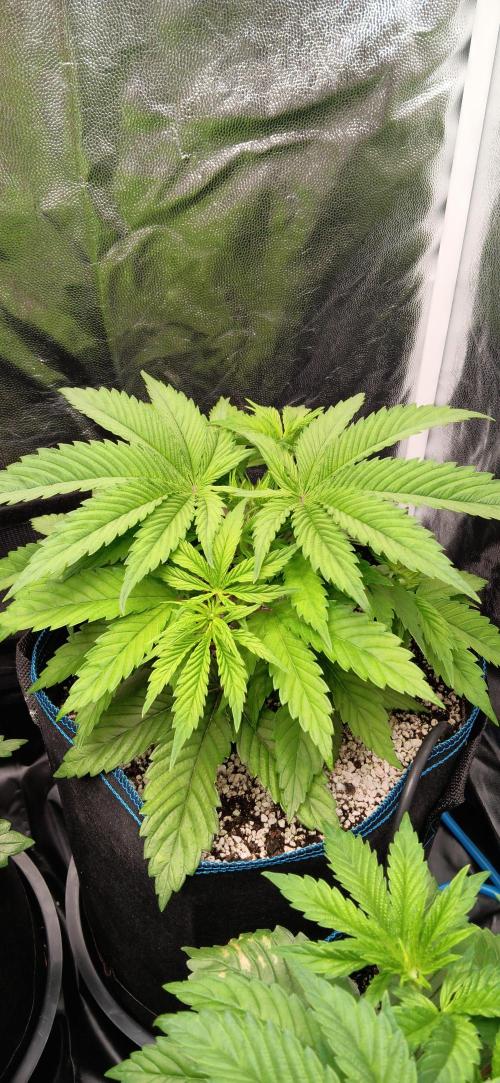 Mangozteen / Living soil / Autopot. Week 4