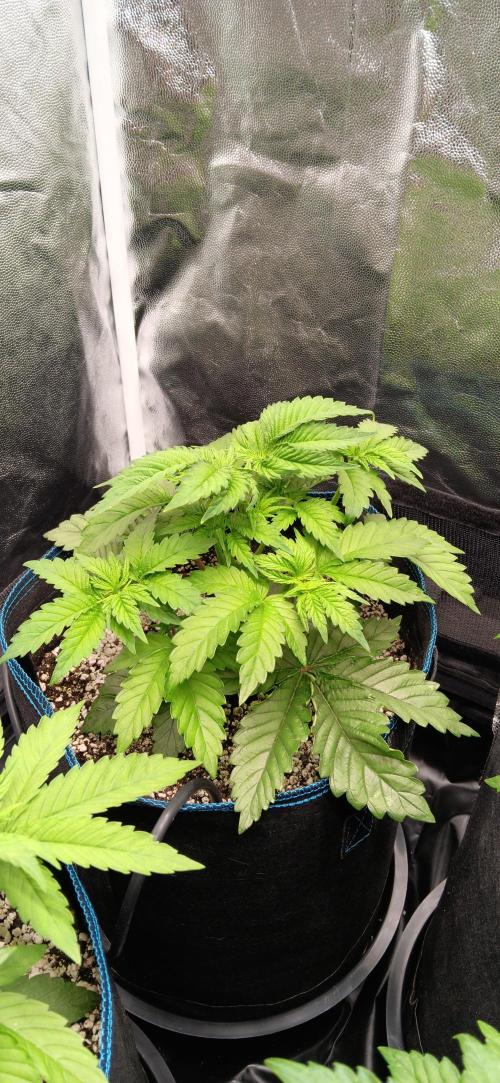 Mangozteen / Living soil / Autopot. Week 4