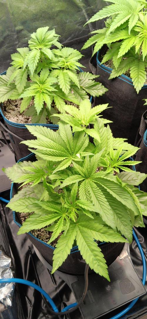 Mangozteen / Living soil / Autopot. Week 4