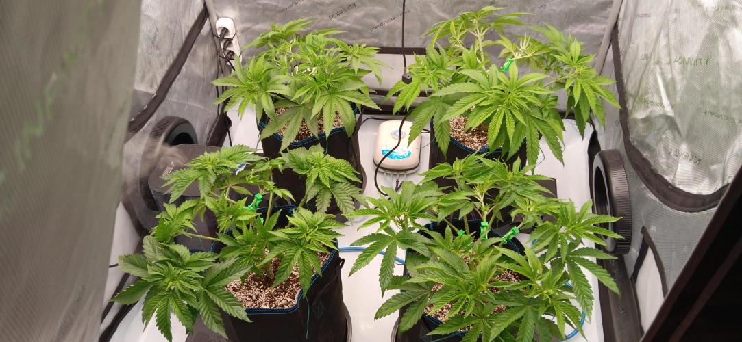 Mangozteen / Living soil / Autopot. Week 5
