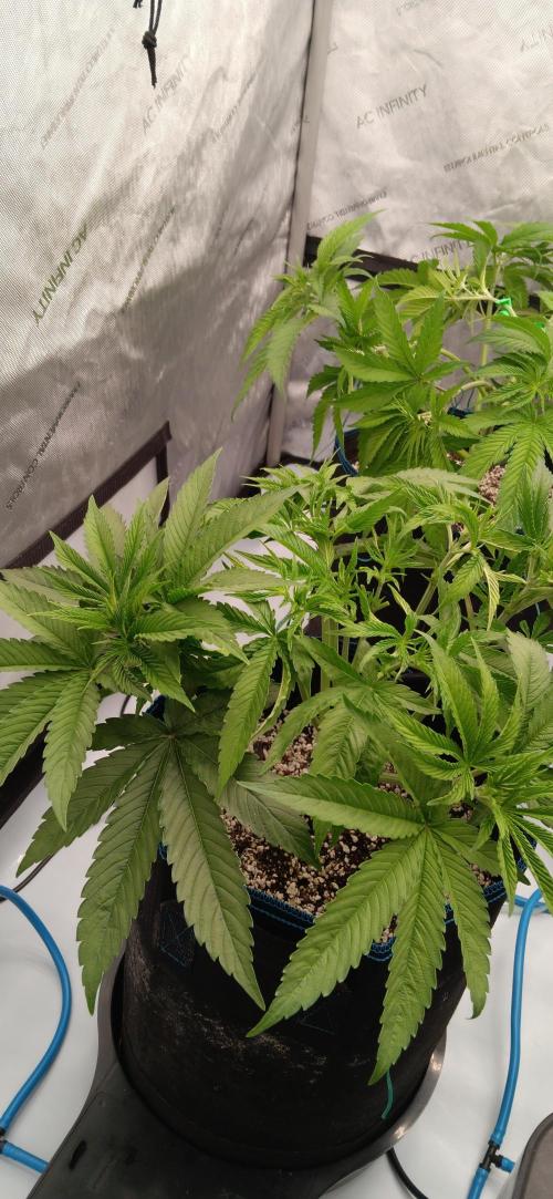 Mangozteen / Living soil / Autopot. Week 5