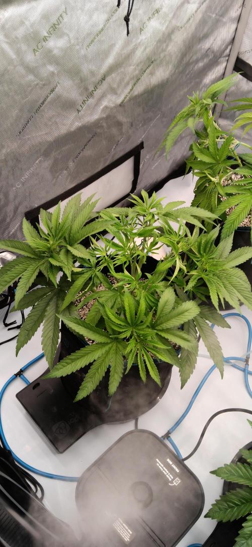 Mangozteen / Living soil / Autopot. Week 5