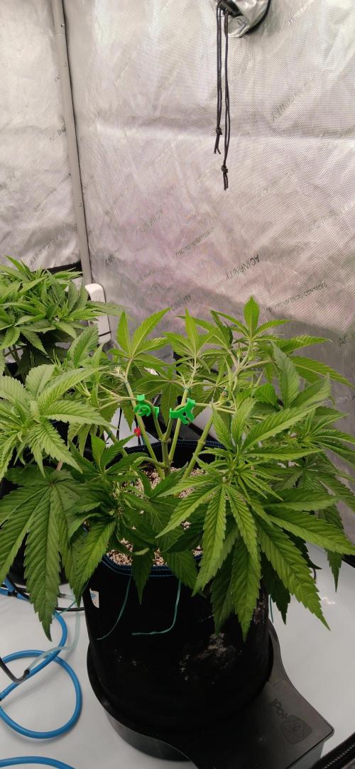 Mangozteen / Living soil / Autopot. Week 5