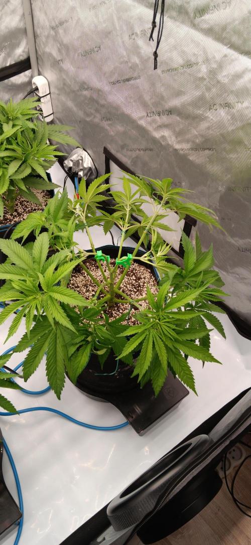 Mangozteen / Living soil / Autopot. Week 5
