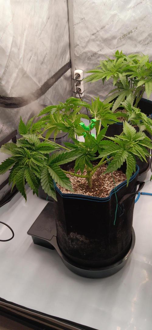 Mangozteen / Living soil / Autopot. Week 5