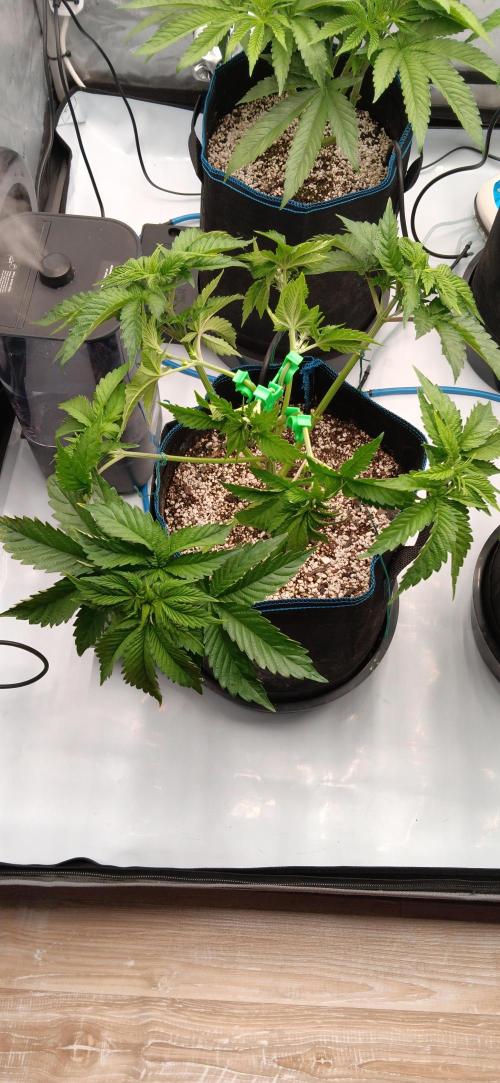 Mangozteen / Living soil / Autopot. Week 5