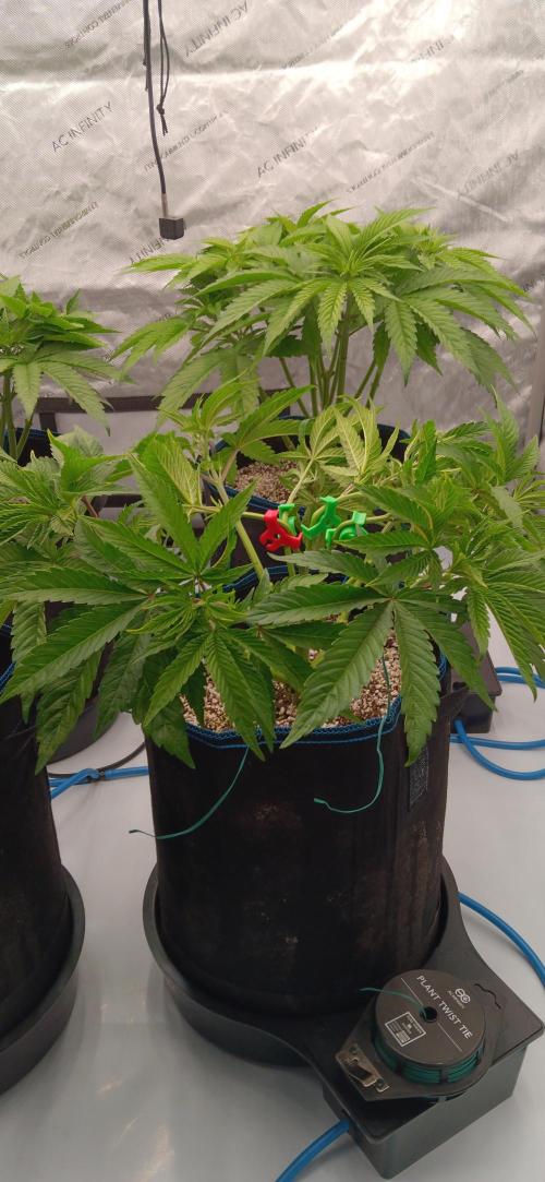Mangozteen / Living soil / Autopot. Week 5