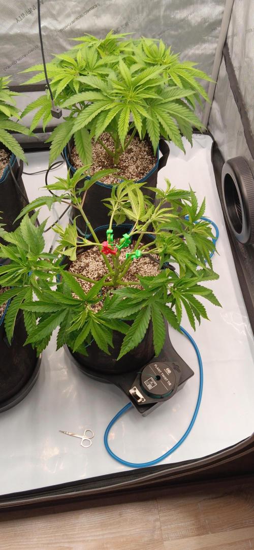 Mangozteen / Living soil / Autopot. Week 5