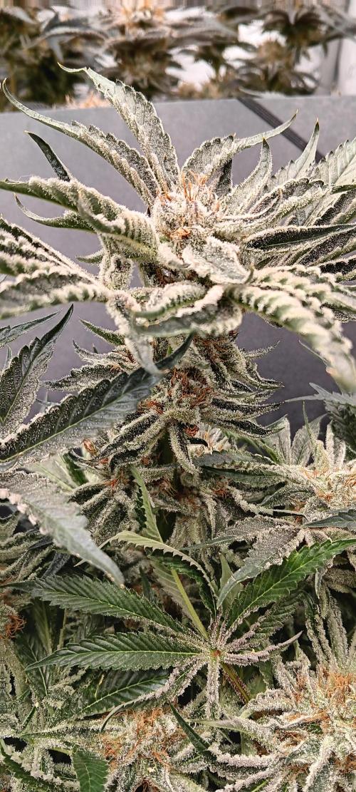 Orange. Week 16