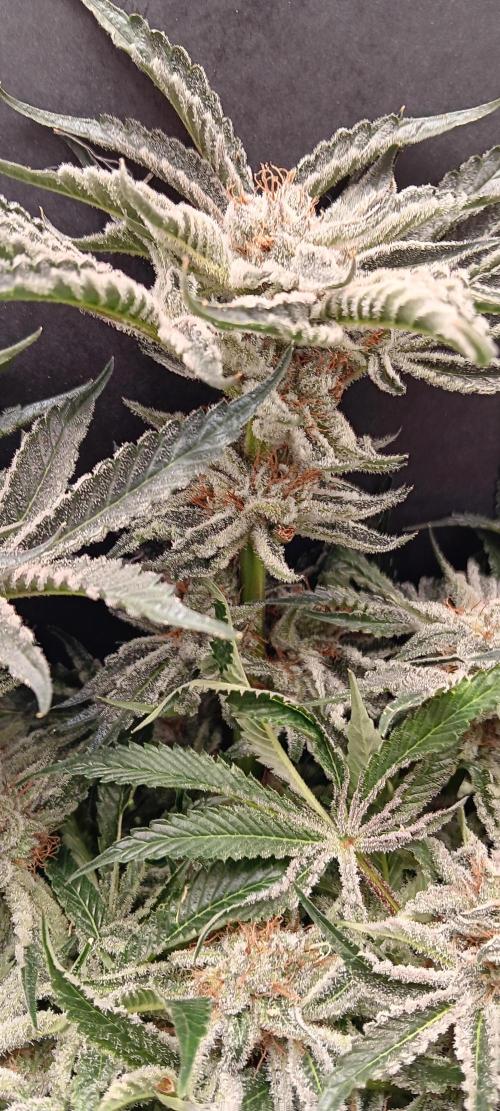 Orange. Week 16