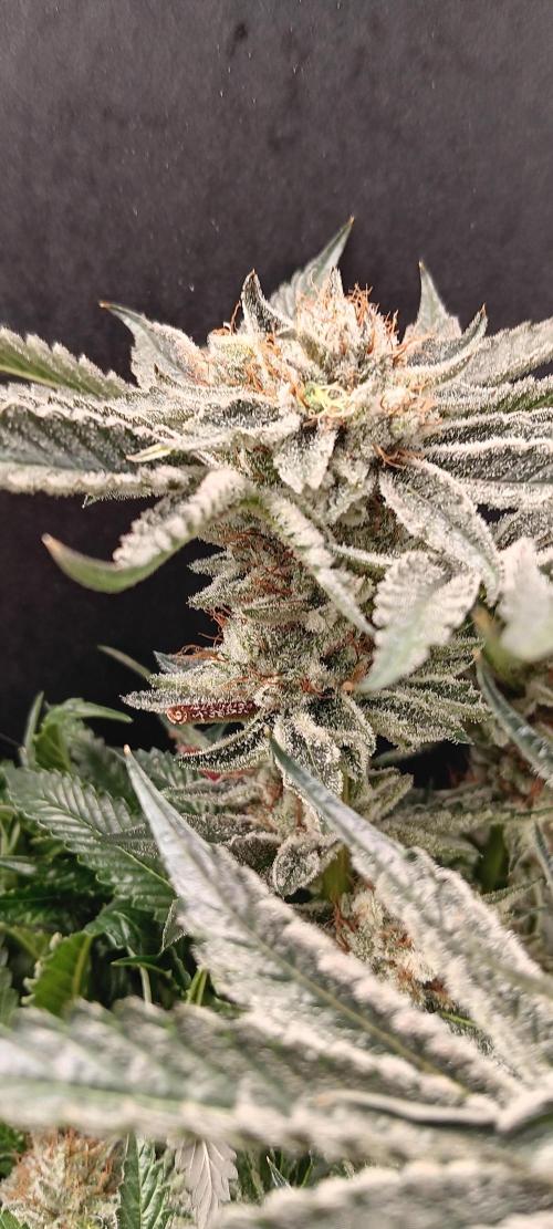 Orange. Week 16