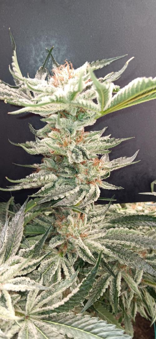 Orange. Week 16