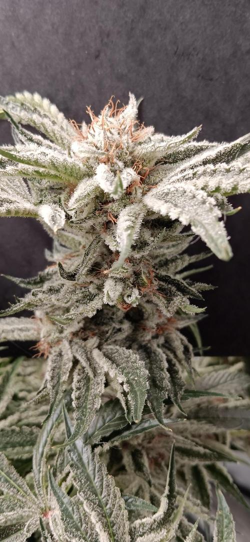 Orange. Week 16